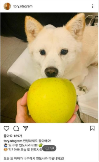 윤석열 측은 망언을 사과하라는 국민들의 요구를 조롱하듯 강아지에게 사과를 주는 사진을 SNS에서 올렸다 삭제했다.