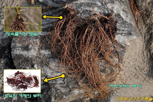 개미취의 뿌리의 모양