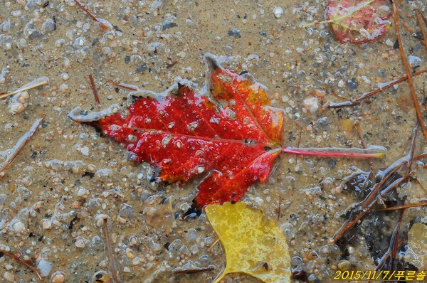 신나무의 붉게 물든 가을 잎(서울 선정릉)