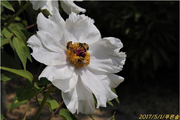 모란의 꽃에 모여든 꿀벌의 모습(충남)
