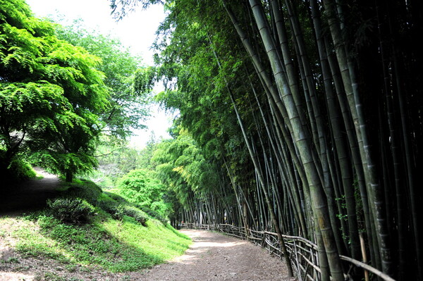 우리나라에서 가장 유명한 대나무 숲인 담양 죽녹원.
