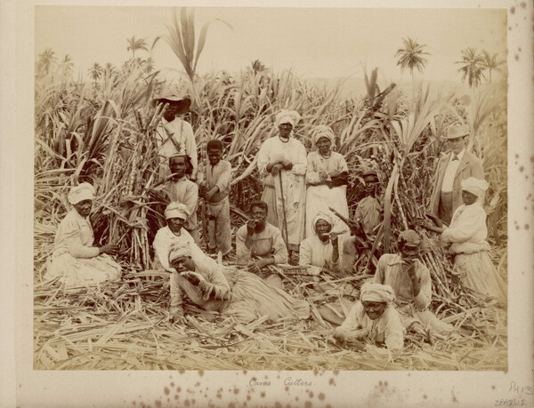 사탕수수 밭에서 노동을 강요당한 자메이카인들.